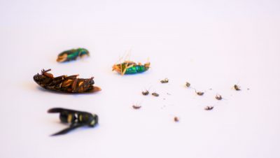Advance Pest Control DIY or Pro