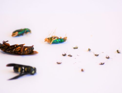 How much does Pest Control cost in Wake Forest?