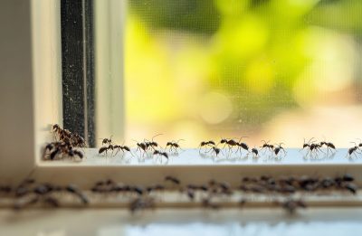 Advance Pest Control Spring Pests 1