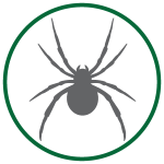 Spider Control in Zebulon