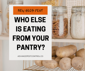 Pantry Pests Blog post / Discover how to stop pantry pests like moths, beetles, and weevils. Learn prevention tips and call Advance Pest Control for expert help in NC.