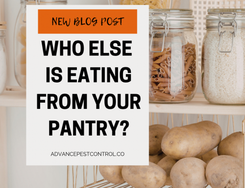 Pantry Pest Control in NC