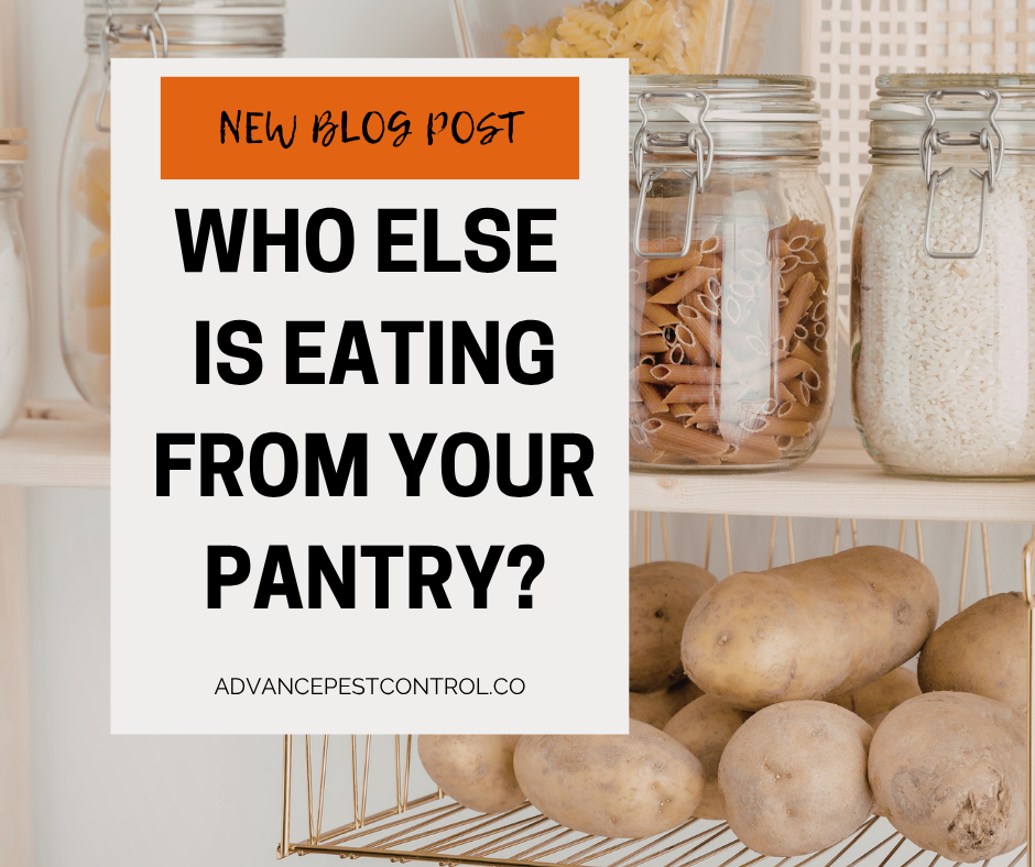 Pantry Pests Blog post / Discover how to stop pantry pests like moths, beetles, and weevils. Learn prevention tips and call Advance Pest Control for expert help in NC.
