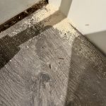 Drywood Termite Frass