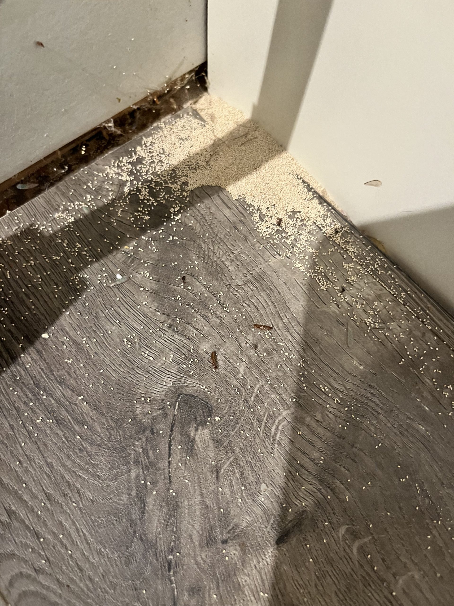 Drywood Termite Frass