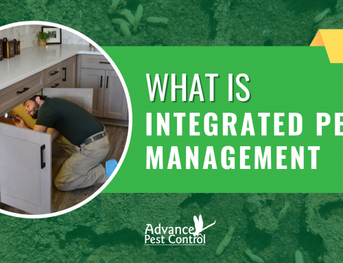 Integrated Pest Management in Raleigh, NC | Year-Round Pest Control