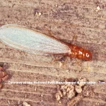 Drywood Termite Courtesy of NPMA Tom Myers