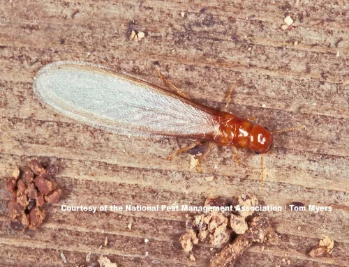 Drywood Termites in North Carolina: Signs & Treatment Options