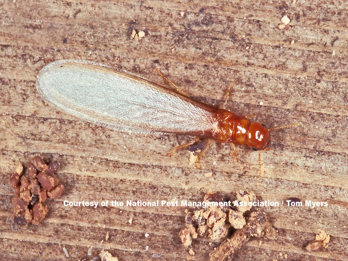 Drywood Termite Courtesy of NPMA Tom Myers