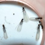 Photo Courtesy of NPMA