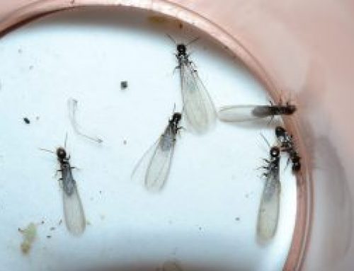 Termite Swarmers in Raleigh, NC: What Homeowners Should Know