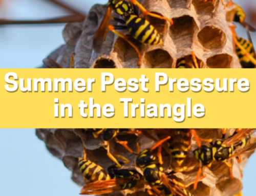 Summer Pest Pressure in the Triangle: What North Carolina Homeowners Should Know