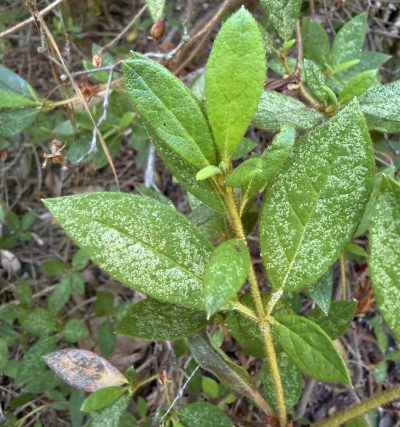 LaceBug_2026_AdvanceTreeandShrubNC Advance Tree & Shrub - Lacebug